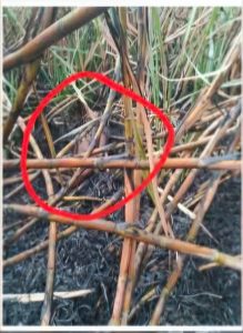 FB_IMG_1773468397333